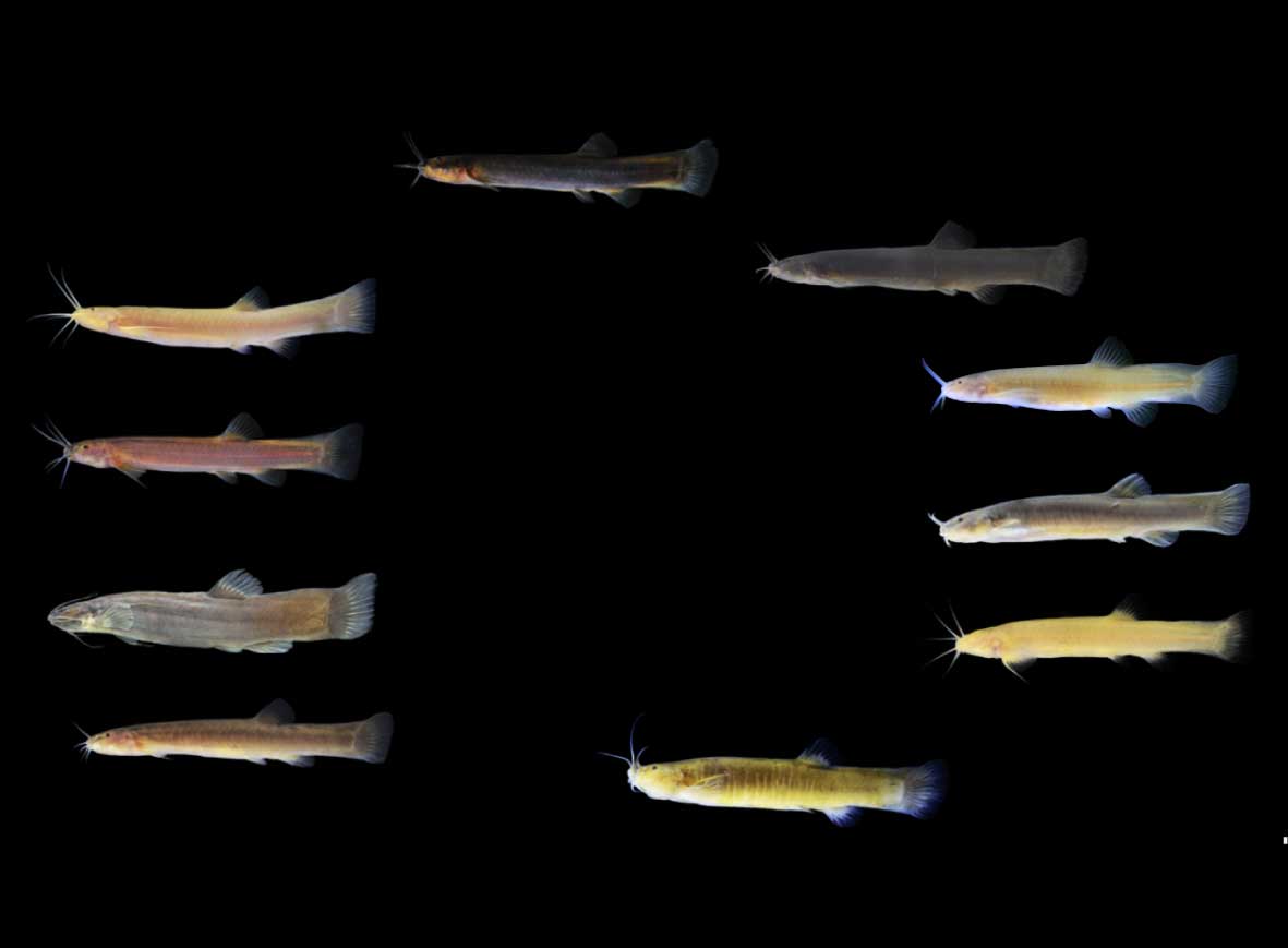 Repeated colonization of caves leads to phenotypic convergence in catfishes